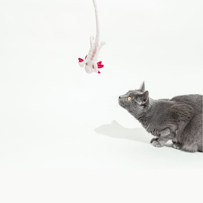 product-image-4