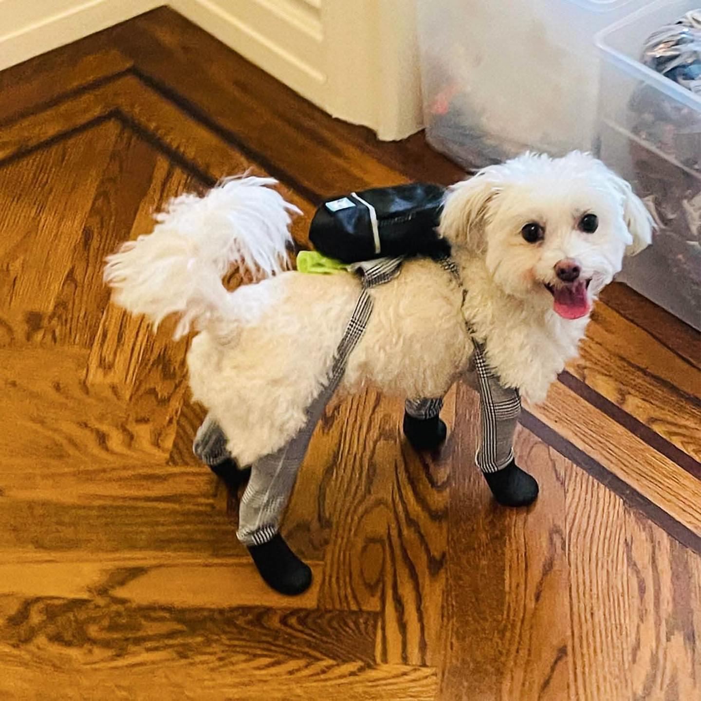 BarkPack