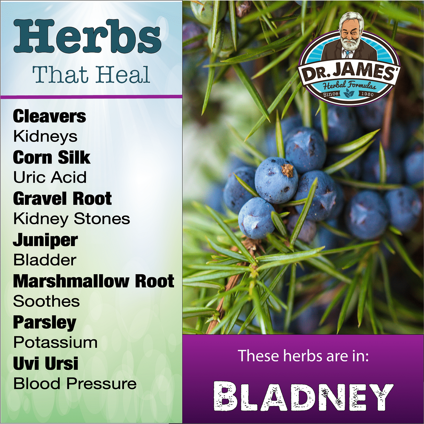 Bladney