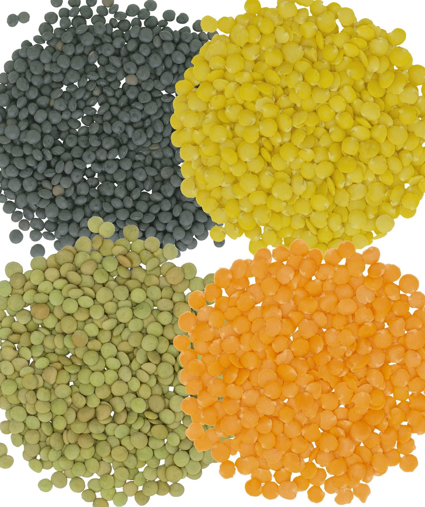 Bulk Lentil Variety Bundle | 100 LBS