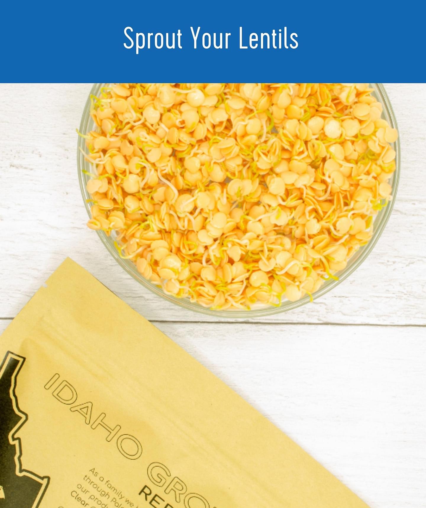 Bulk Lentil Variety Bundle | 100 LBS