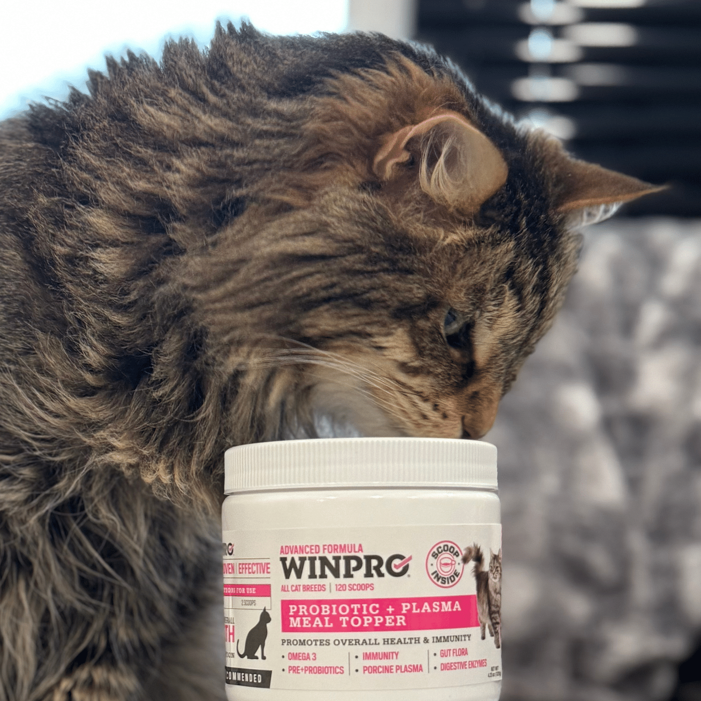Cat Probiotic + Plasma Meal Topper