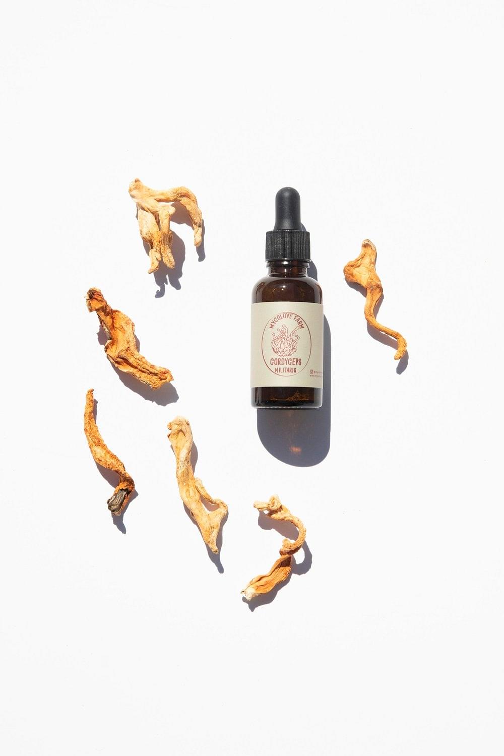 Cordyceps militaris Tincture image