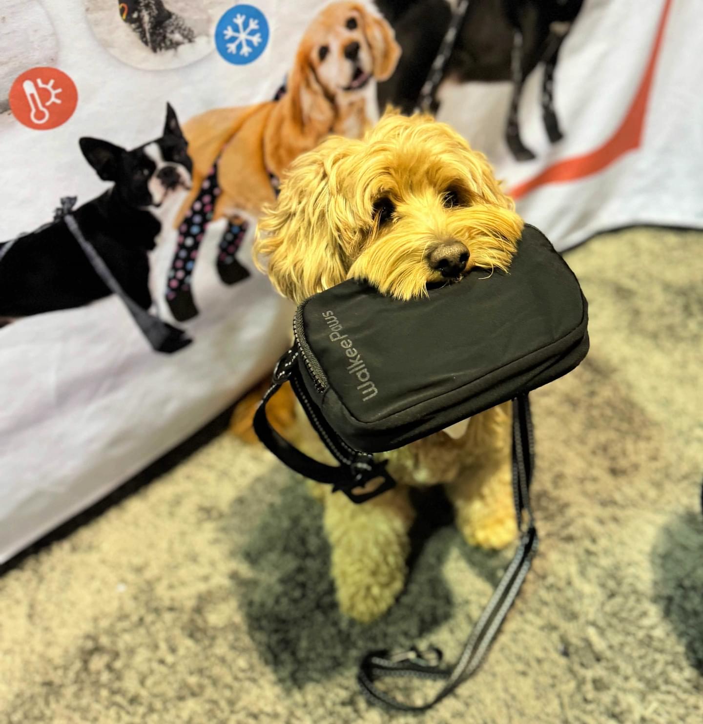 Cross Body Dog Walking Bag with Convertable Leash