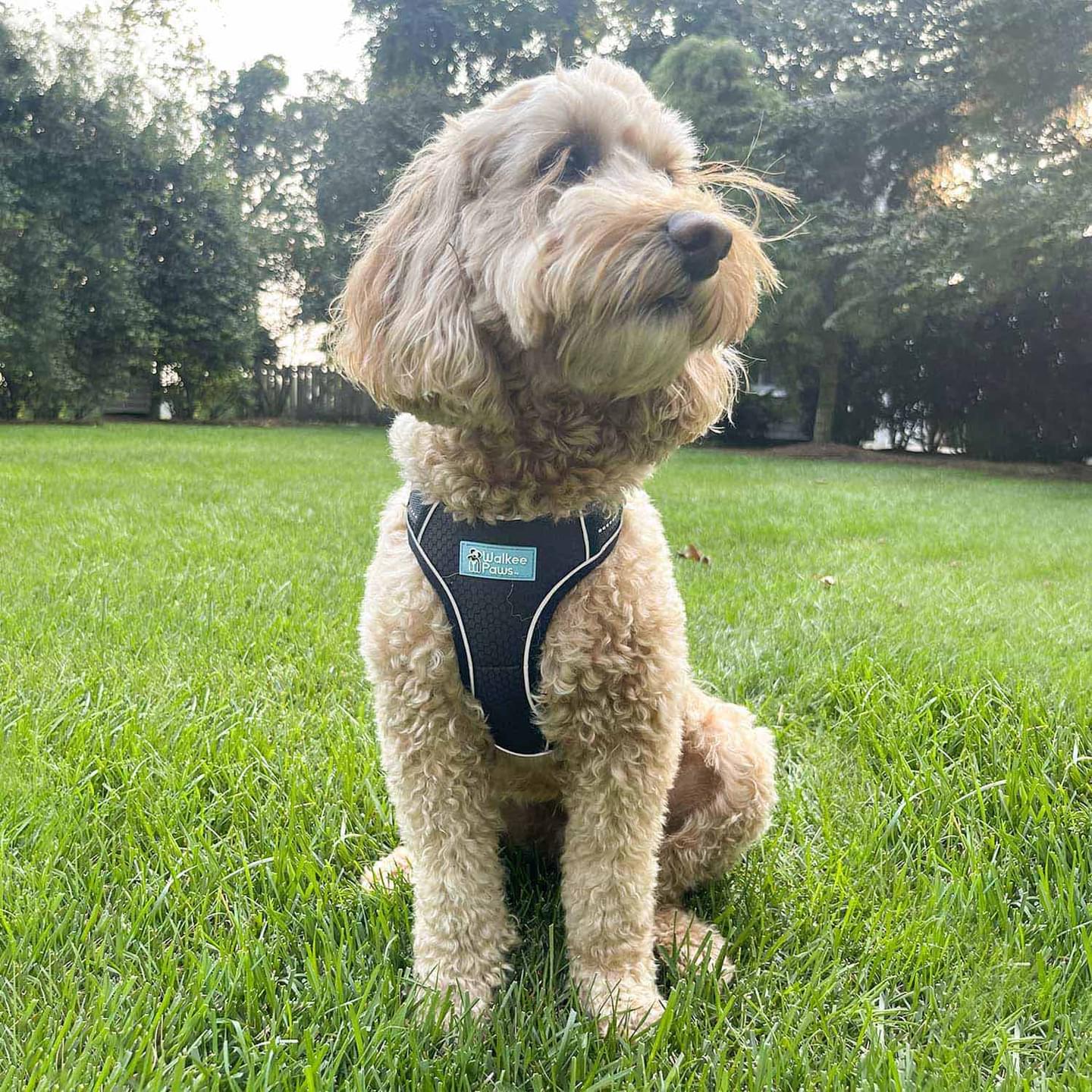 Easy-On Dog Harness