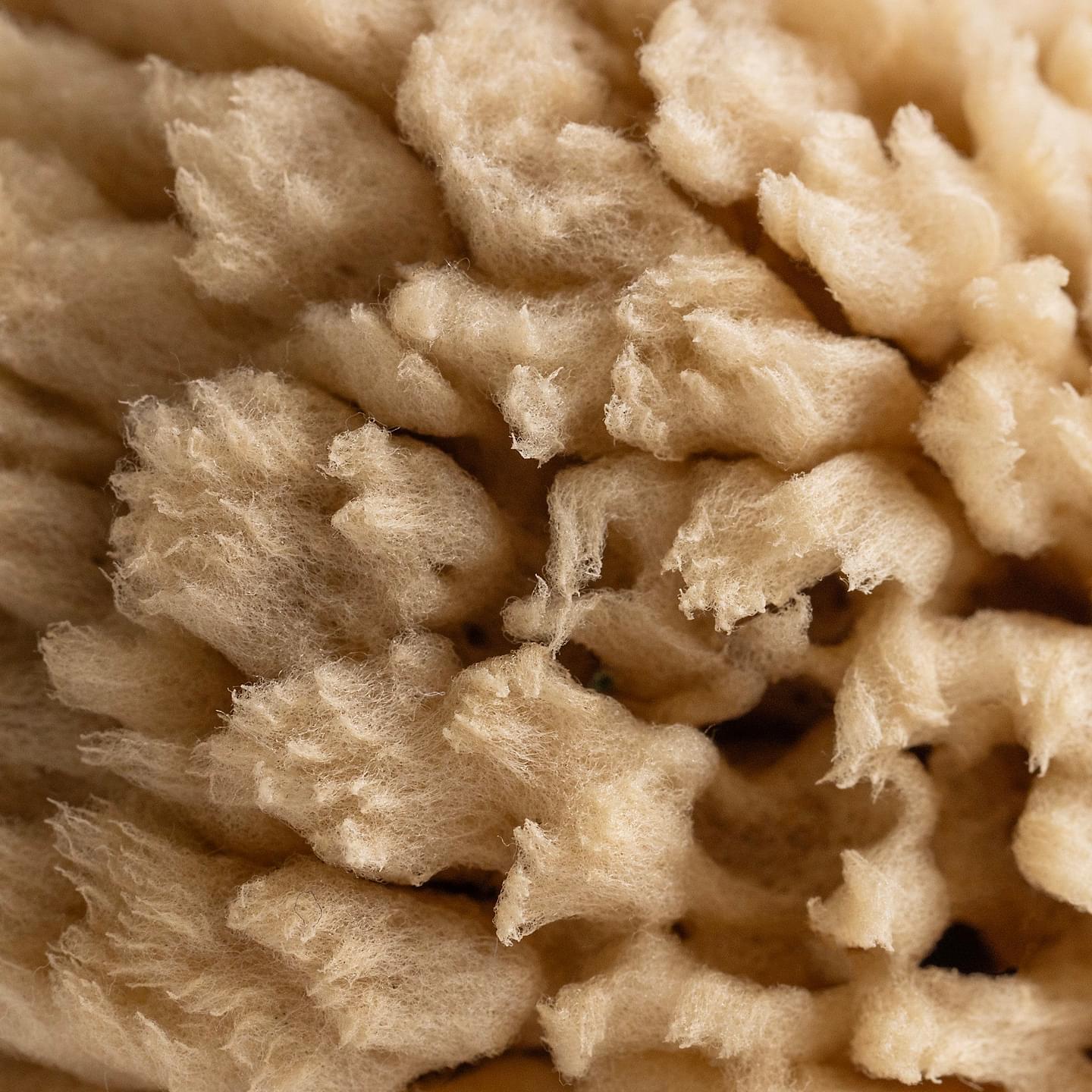 Gentle Wool Sea Sponge