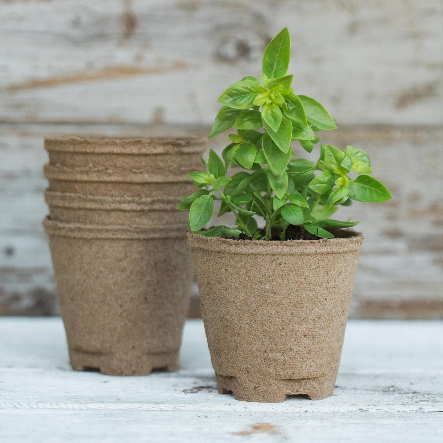 Gift Box Set - Culinary Herbs Kit + All Purpose Fertilizer