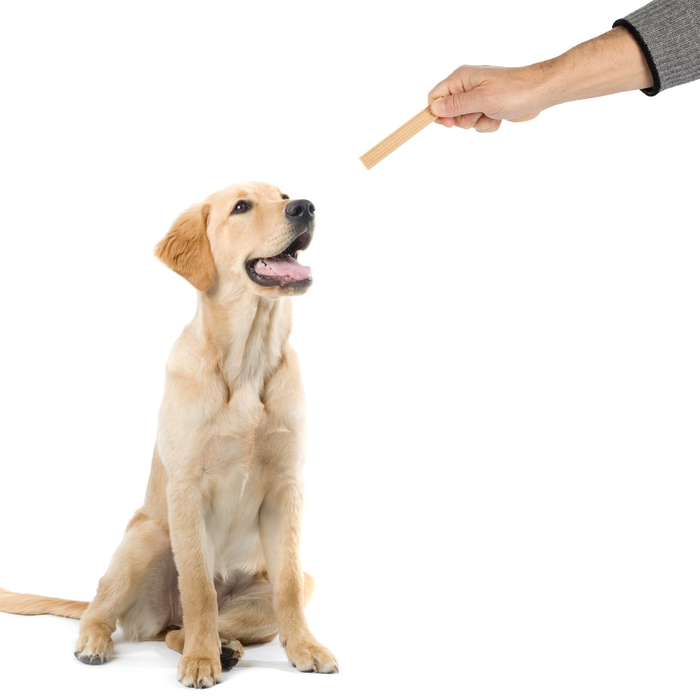 hive chew sticks - large – Peanut Flavor Dog Treats, 7 oz Bag