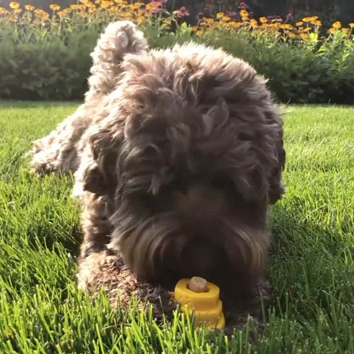 hive chew sticks - small