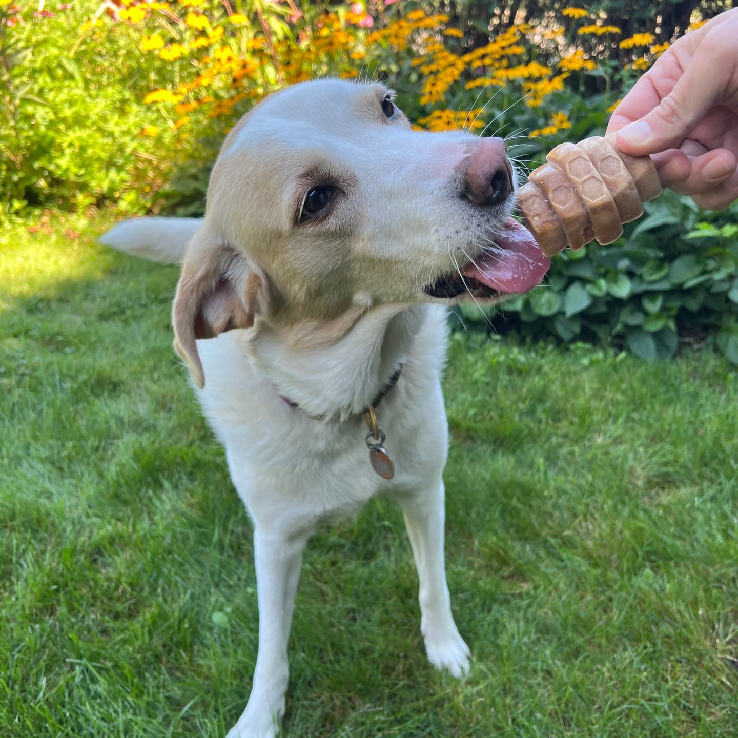 hive chews - large - Dental Dog Treats, Peanut & Honey Recipe, 9 oz Bag