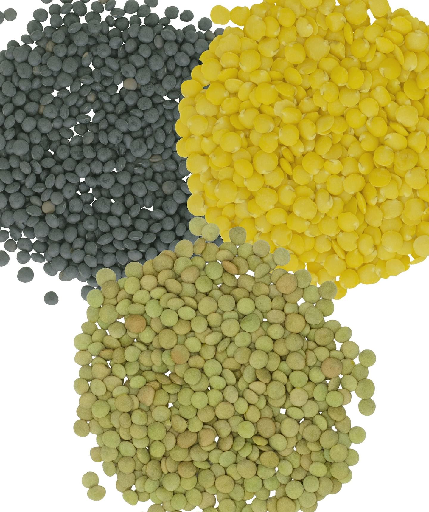 Lentil Pack: Green, Black, Gold Lentils | 12 LB