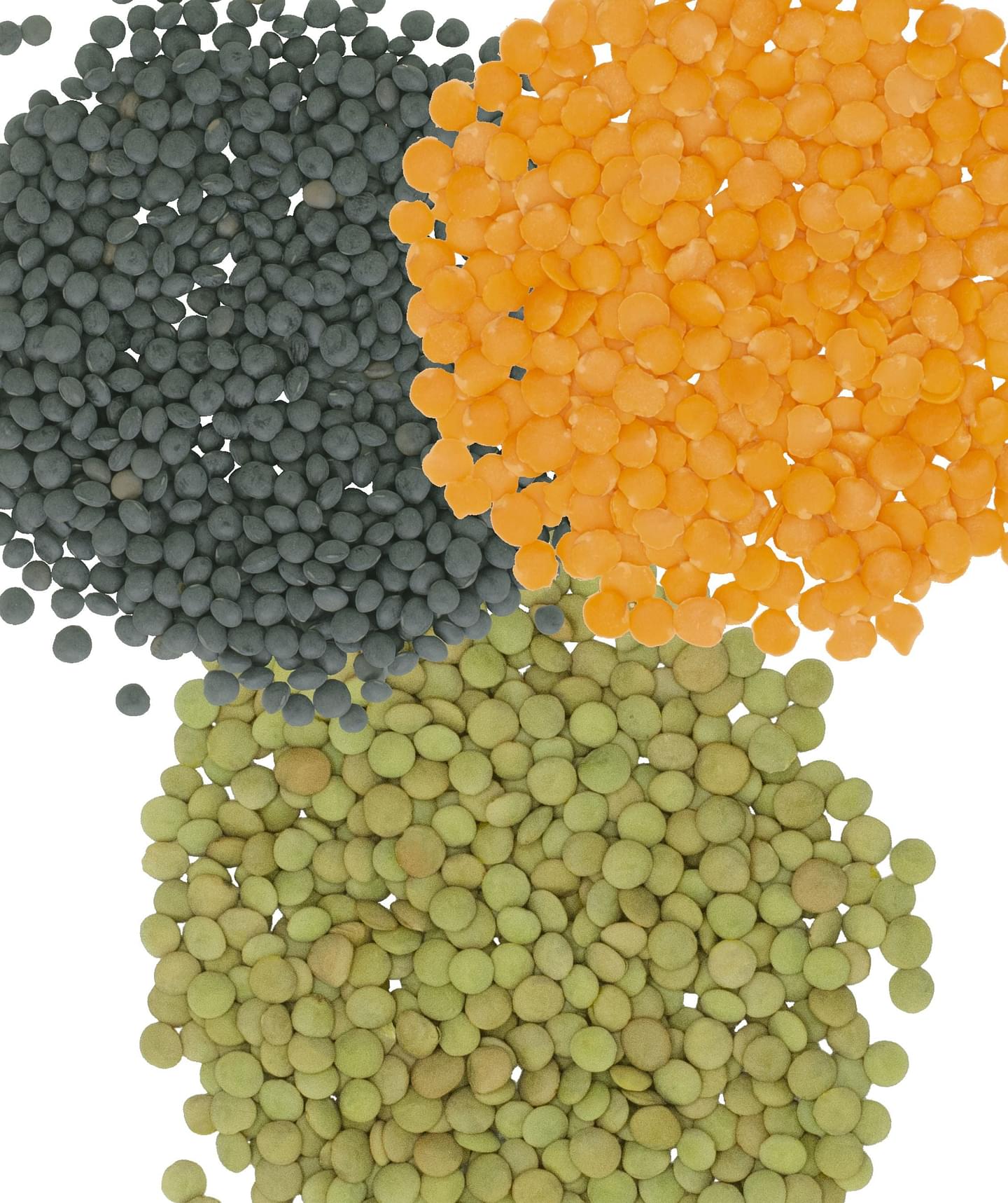 Lentil Pack: Green, Red, Black Lentils | 12 LB