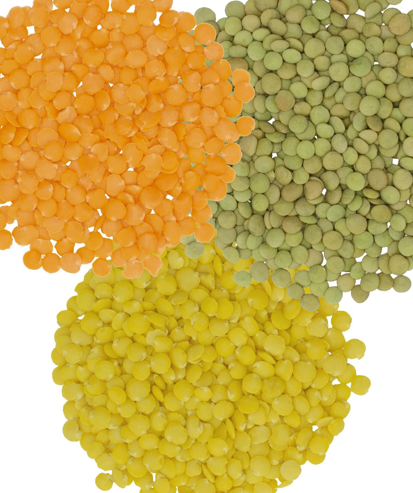 Lentil Pack: Red, Green, Gold Lentils | 12 LB