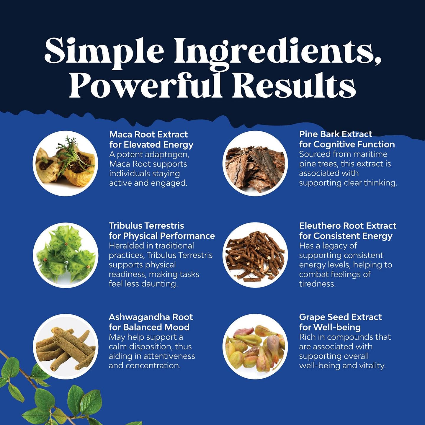 MACA Root Complex