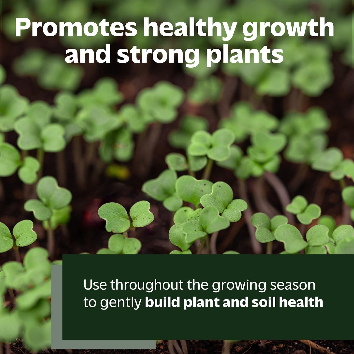 Organic All Purpose Fertilizer