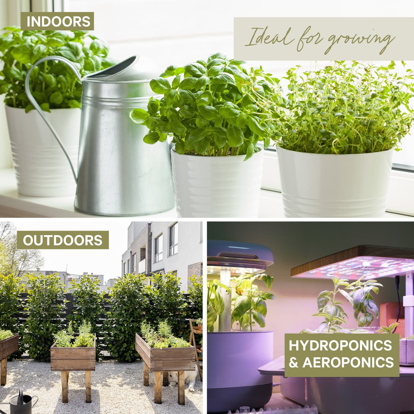 Organic Seed Collection - 10 Herb