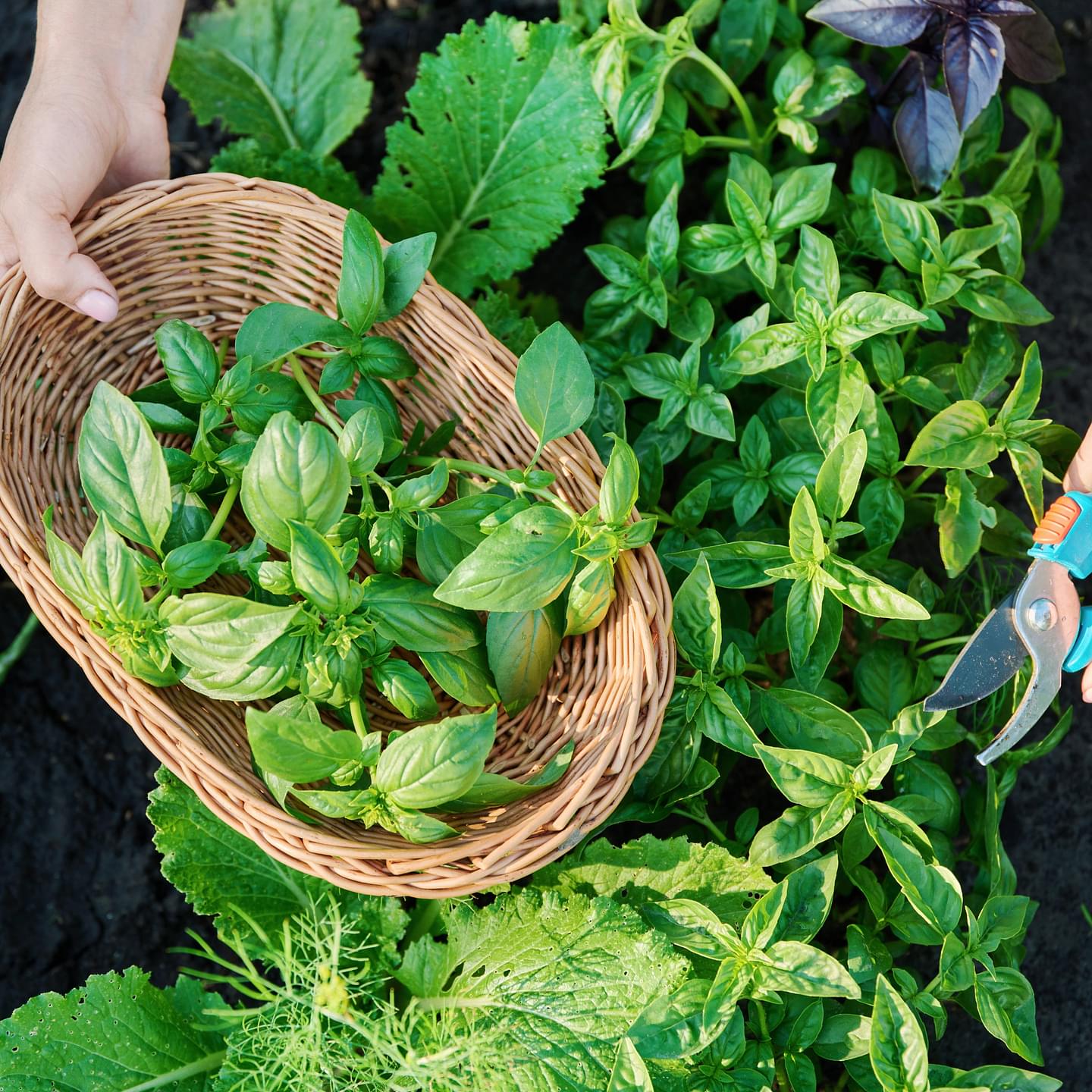 Organic Seed Collection - 15 Herb