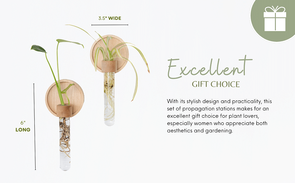 Propagation Wall Hanging Plant Wall Decor Set Of 2 Wall Vases For Flowers Maple Wood And Glass Wall Planters For Indoor Plants