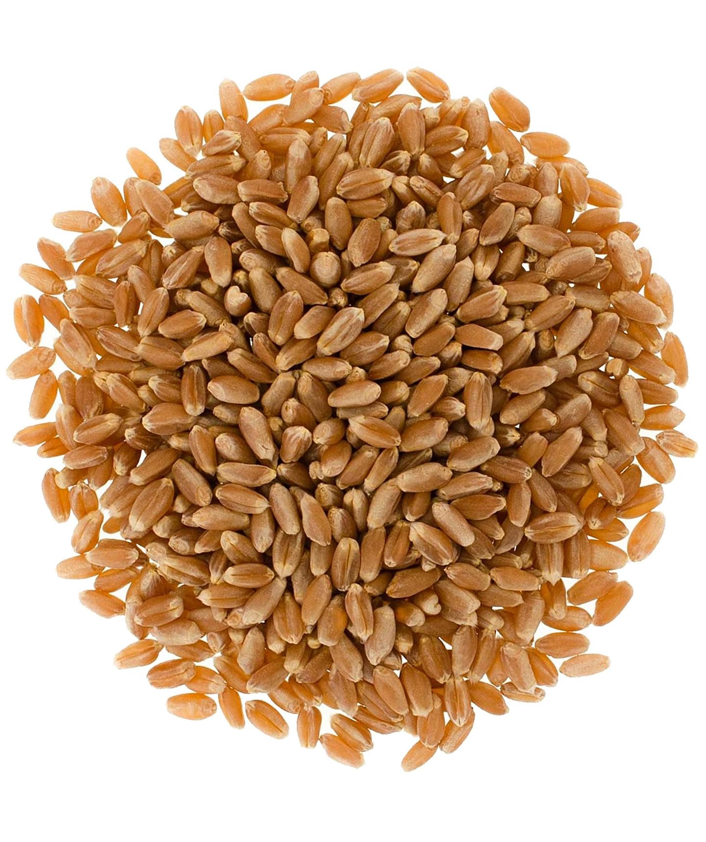 Red Spring Wheat | 5 LB