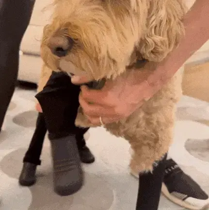 Suspender Boot Leggings (Deluxe, Easy-On) Black XS-Short