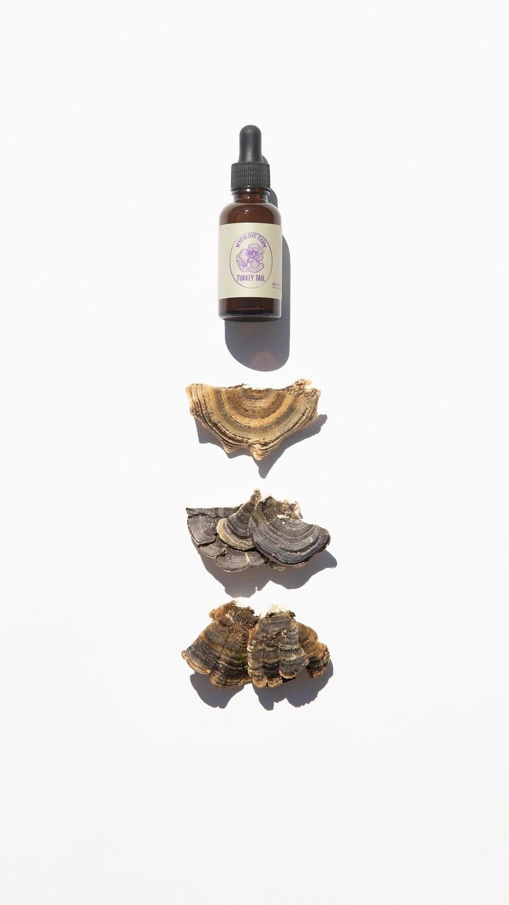 Turkey Tail Tincture image