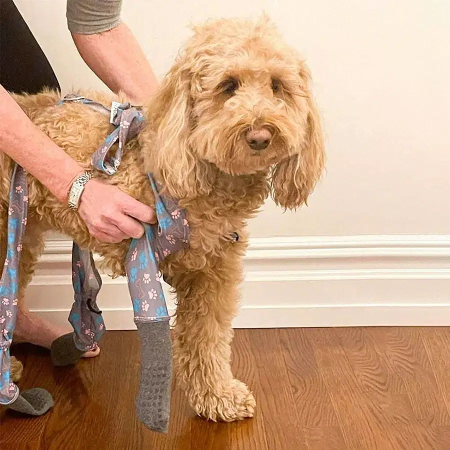 Walkee Paw - Indoor Grippy Sock Leggings