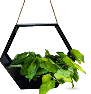 Wall Planters for Indoor/ outdoor Plants- Black metal Planter with rope for hanging, self watering mechanism- Versatile and Weather Resistant black