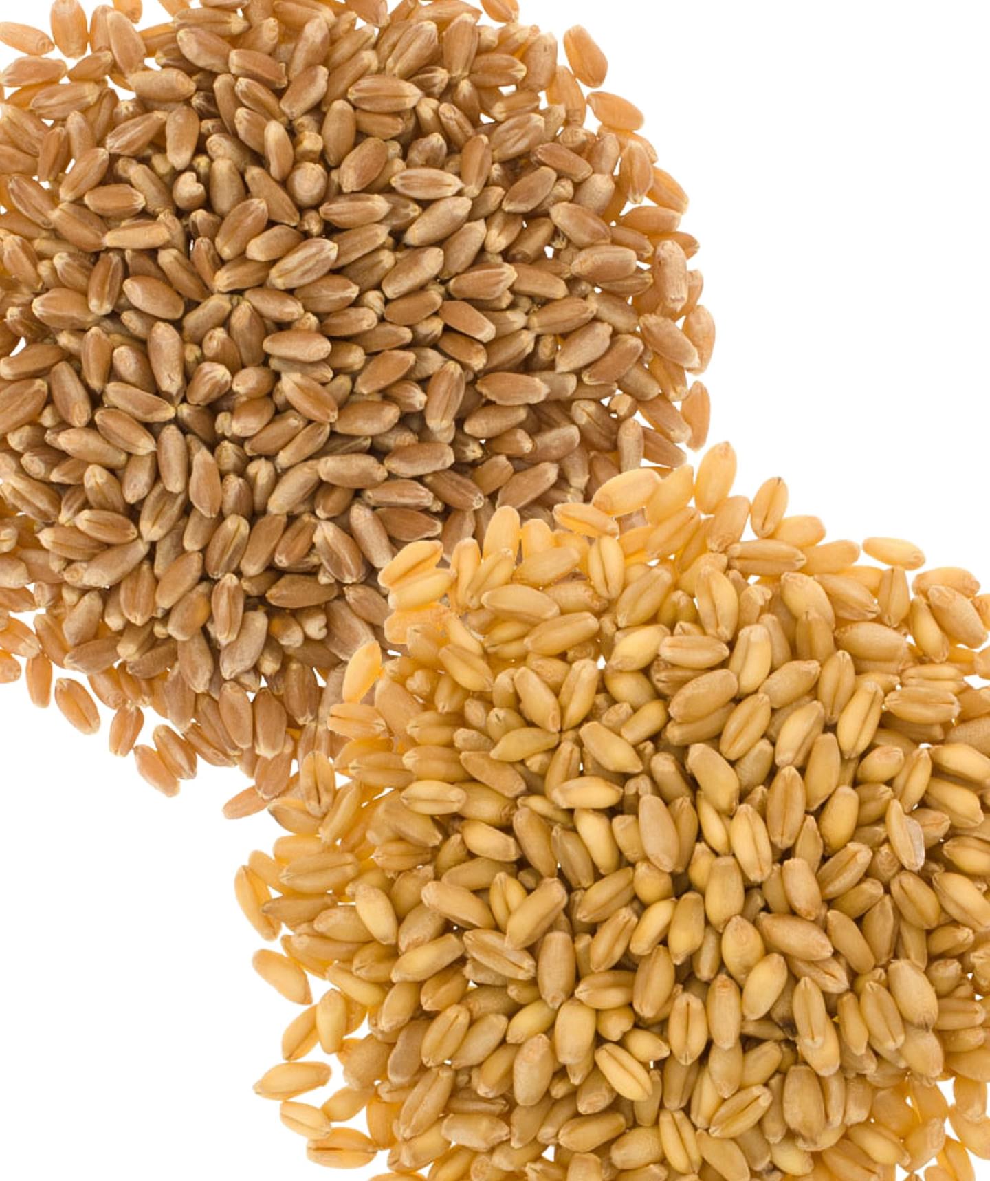 Wheat Pack: Soft White, Hard Red Spring | 10 LB