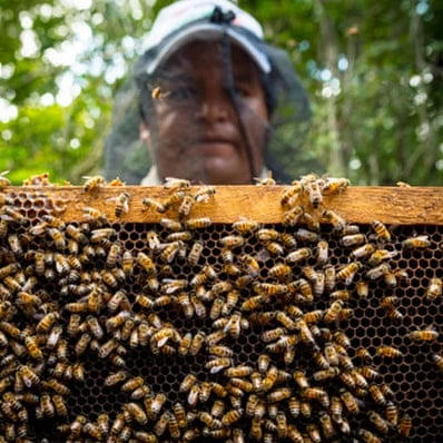 Yucatan Honey