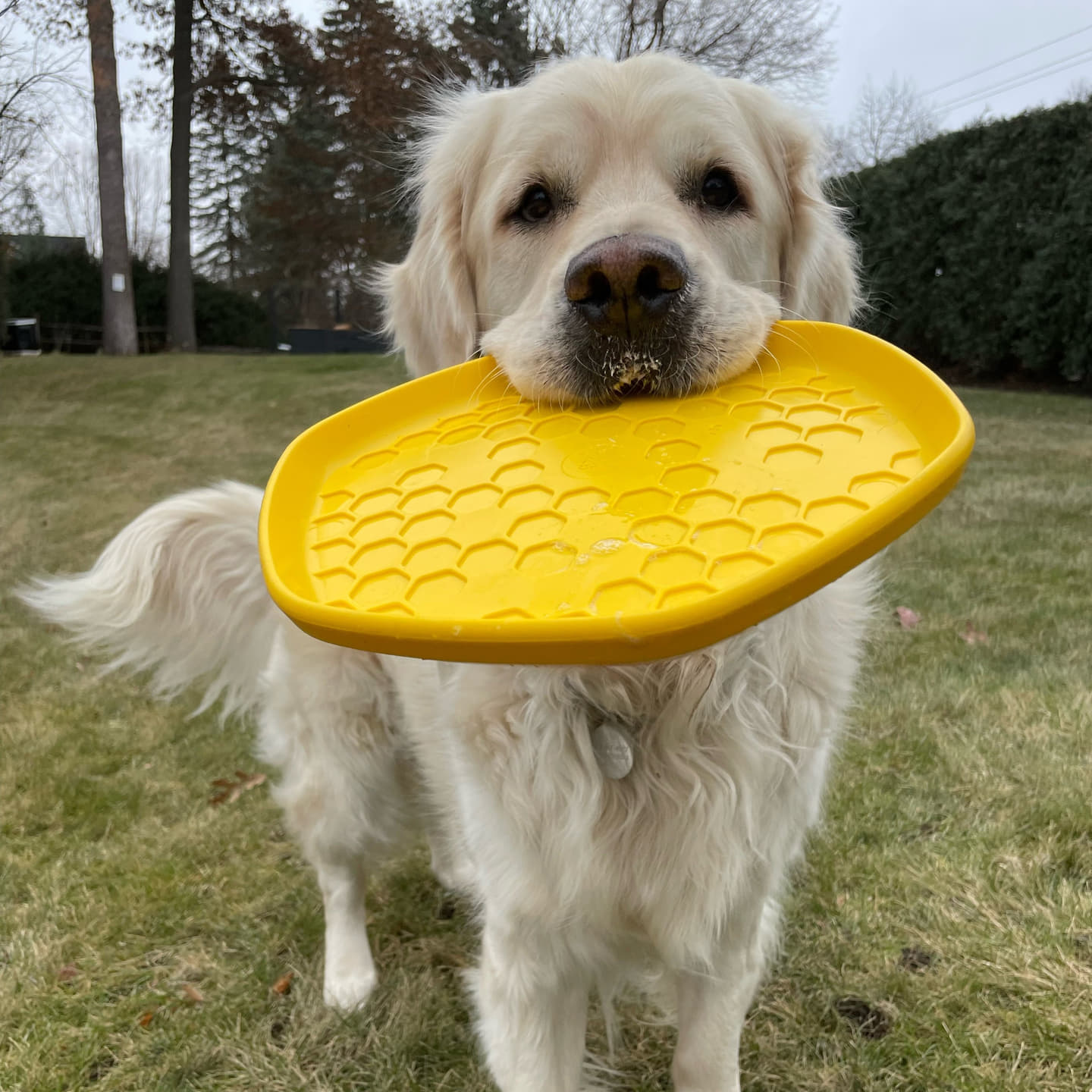 yellow_lab_holding_disc_2